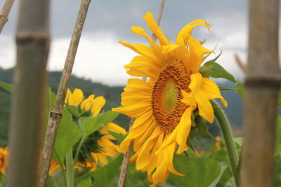 Close-up of yellow flowering plant