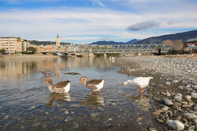 Swans on lake against sky