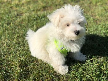 Portrait of white puppy on field