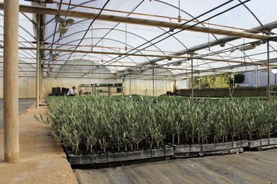 Plants growing in greenhouse