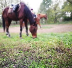 Horses on field