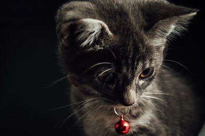 Close-up portrait of a cat