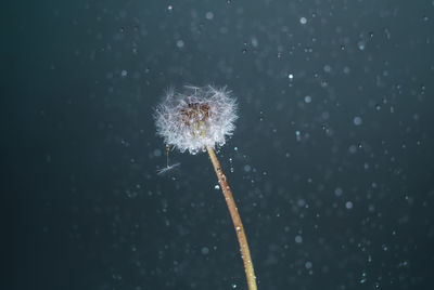 Close-up of dandelion against white background