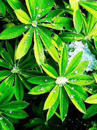 High angle view of raindrops on plant leaves