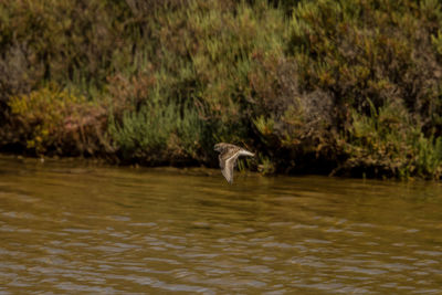 View of a bird flying over lake
