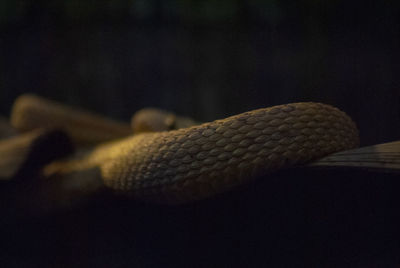 Close-up of lizard