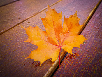 High angle view of yellow maple leaf on wood