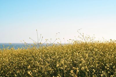 Scenic view of field against clear sky