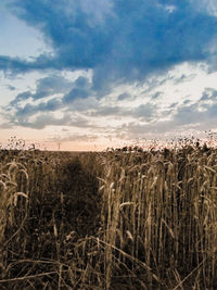 Crops growing on field against sky