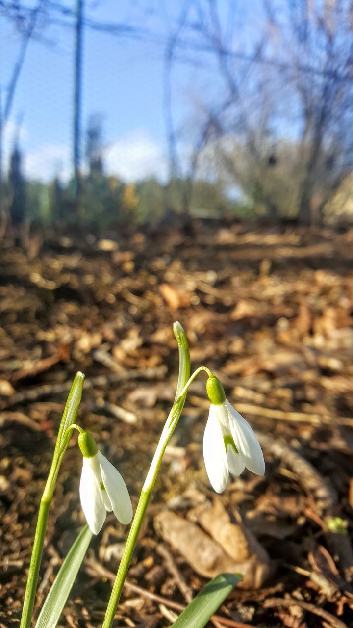 CLOSE-UP OF WHITE FLOWERING PLANT