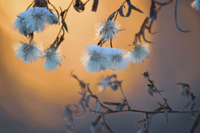 Close-up of flowering plant against sky during sunset