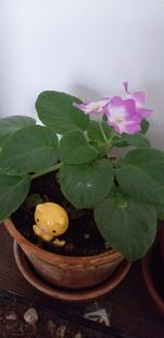 Close-up of pink roses on leaves on table