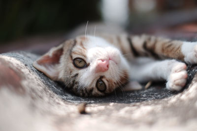 Close-up of a kitten