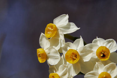 Close-up of yellow flower