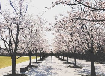 Scenic view of trees against sky