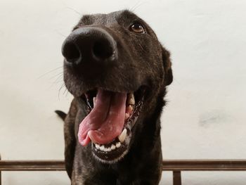 Close-up of a dog