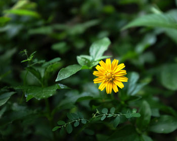 Close-up of yellow flowering plant