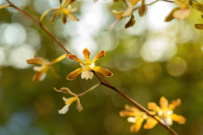 Close-up of red flowering plant