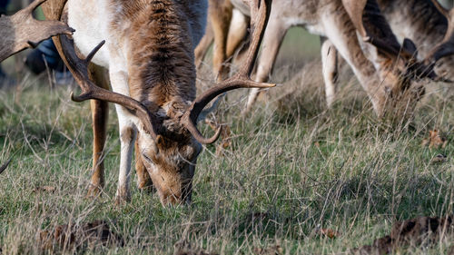 A tan deer with antlers grazing in parkland