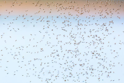 Flock of birds flying in the sky