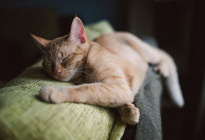 Close-up of a sleeping cat