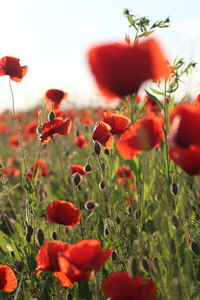 Close-up of red poppy flowers growing on field