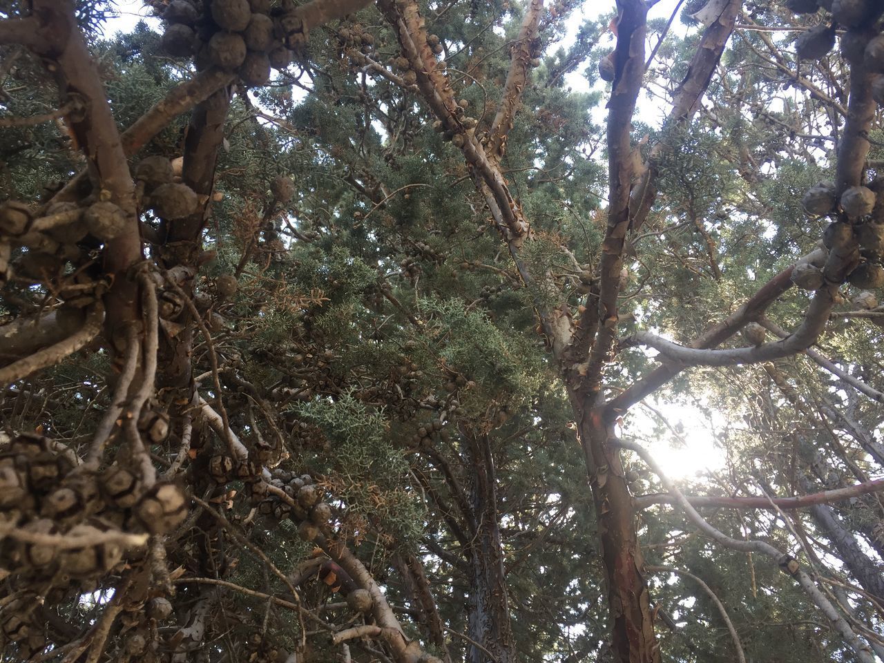 LOW ANGLE VIEW OF TREES GROWING IN FOREST