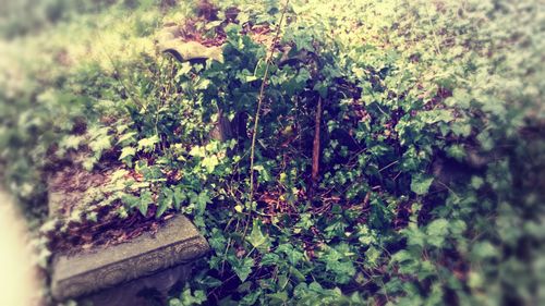 Plants growing on a tree