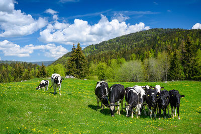 Cows grazing in a field