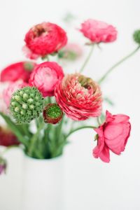 Close-up of pink flowers against white background