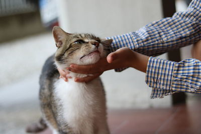 Cropped image of hands touching cat