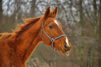 Close-up of a horse on the ground