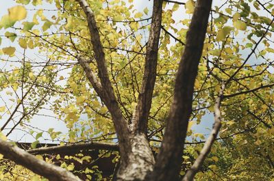 Low angle view of fresh flower tree against sky