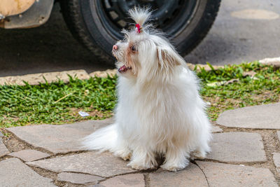 High angle view of dog on footpath