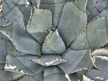 Full frame shot of cactus