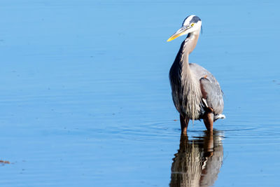 Close-up of bird perching on lake