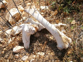 High angle view of animal skull on field