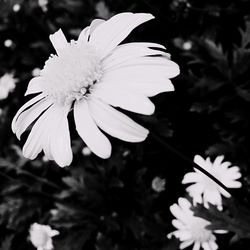 Close-up of white flowers