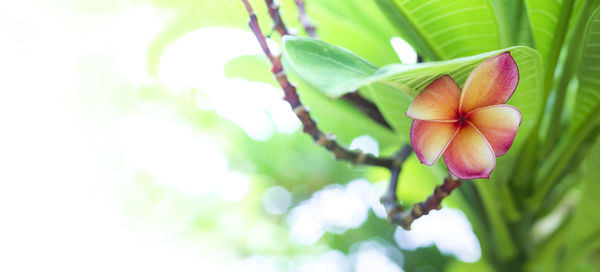 Close-up of pink flowering plant