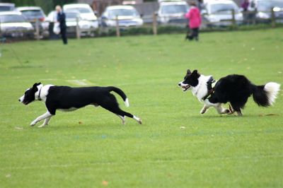 Dogs running on grassy field