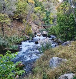 Plants growing on rocks in forest