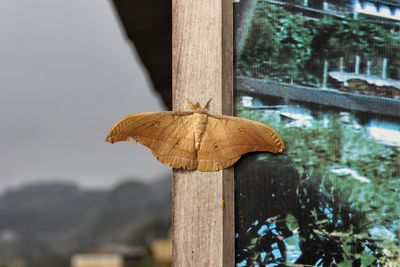 Close-up high angle view of butterfly on pole