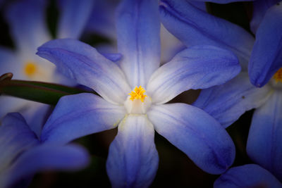 Close-up of flowers blooming outdoors