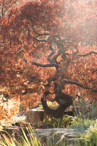 Tree growing in autumn