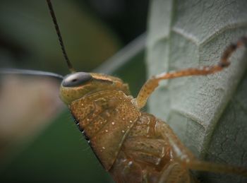 Close-up of insect on leaf