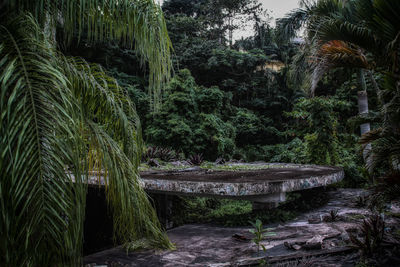 Walkway amidst trees in forest