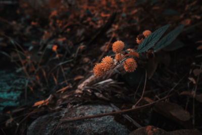 The beauty of the rattlesnake-master flower, july 2020.