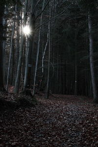 Trees in forest during night