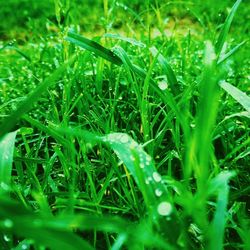 Close-up of grass growing in field