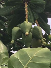 Close-up of leaves